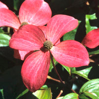 Young Pink Kousa Dogwood tree for landscape
