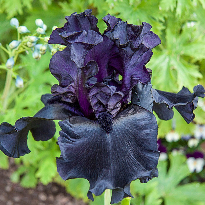 Purple Bearded Iris