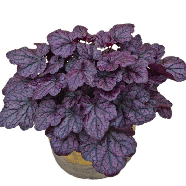 Heuchera x villosa Grape Expectations