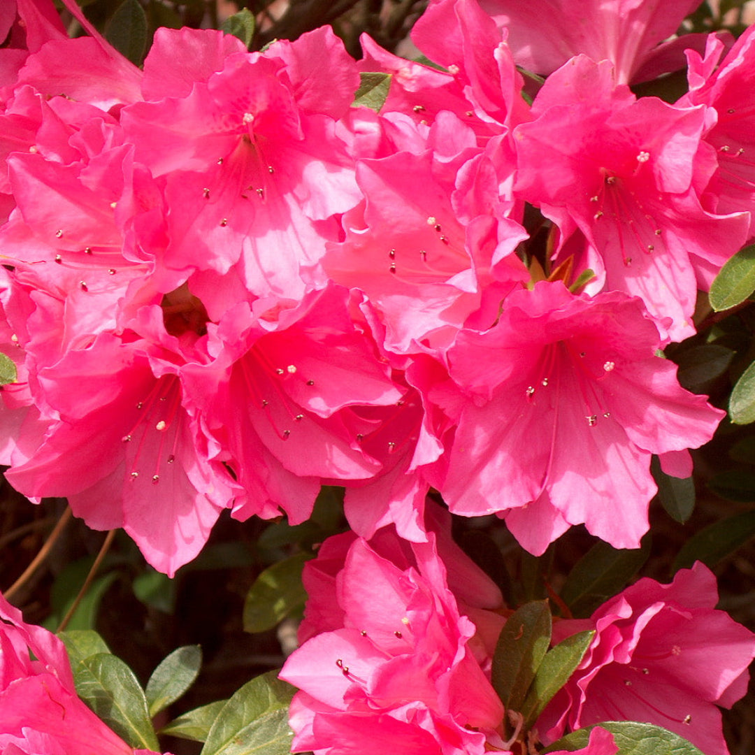Pink Ruffle Azalea