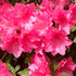 Pink Ruffle Azalea