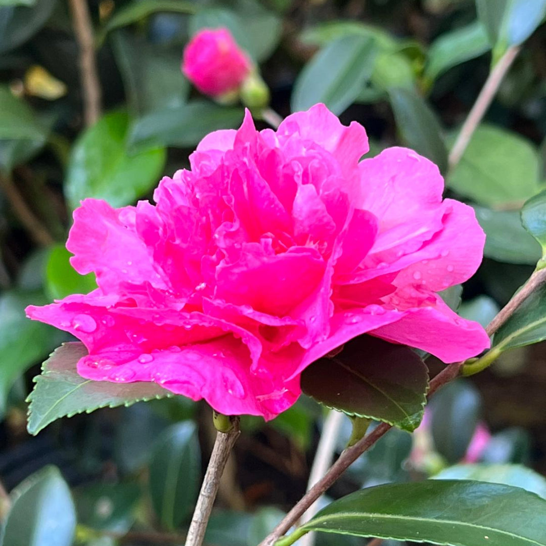 Sparkling Burgundy Camellia-Exceptional Pink Double Blooms