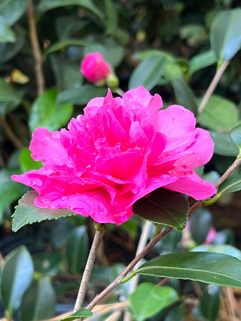 Sparkling Burgundy Camellia-Exceptional Pink Double Blooms