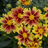 1 Gallon Pot: Coreopsis L&