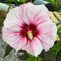 Cherry Choco Latte Hibiscus PPAF
