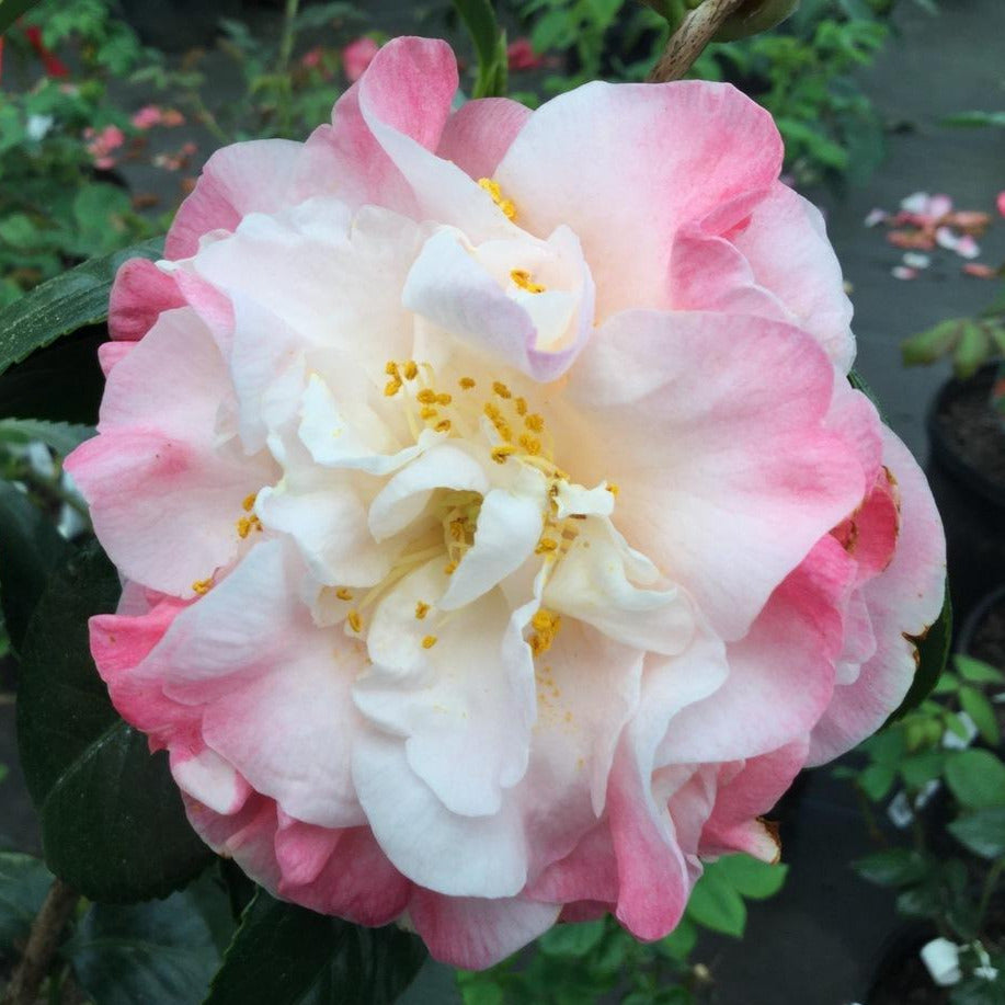 Mrs. Lyman Clarke Camellia-Gorgeous Deep Pink Fading Blooms