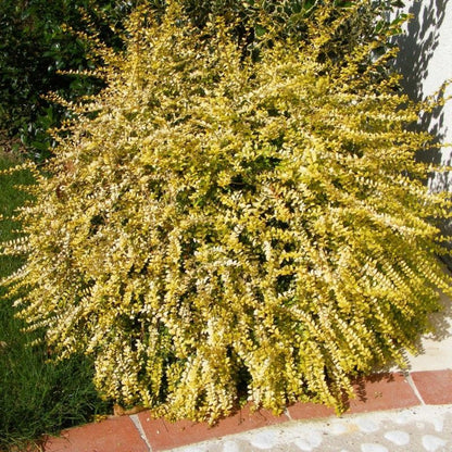 (1 Gallon ) Baggesen&