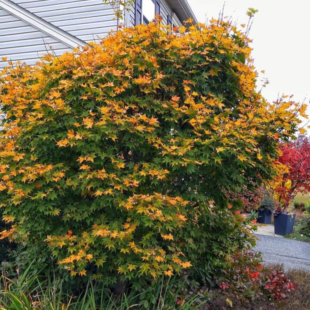 Hogyoku Japanese Maple
