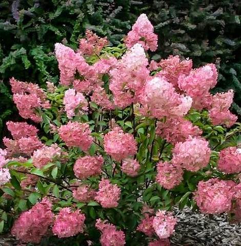 Strawberry Sundae Hydrangea