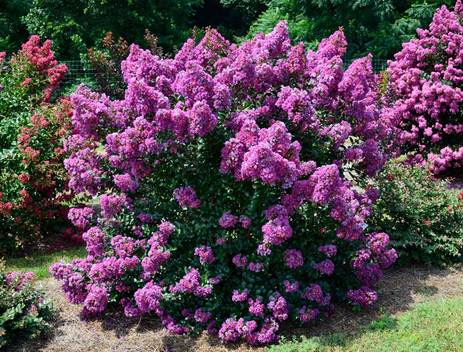 Buy Crape Myrtle Purple Magic Plants & Trees Online