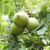 Black Walnut