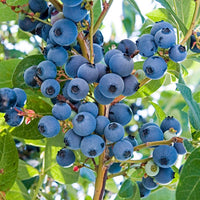 Vernon Blueberry Bush growing healthy in nursery container with green foliage and strong branches