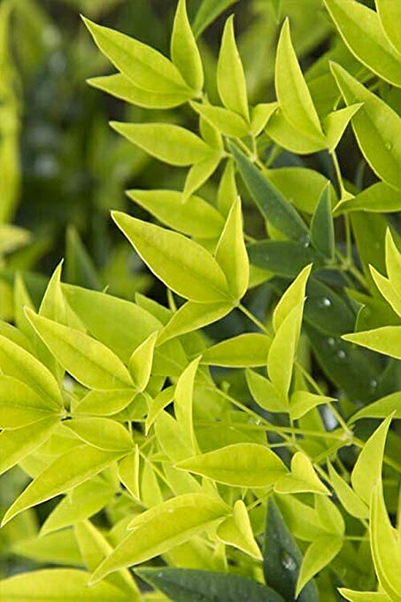 Nandina Domestica Alba 'Lemon Lime'- Beautiful Bright and Showy Hue of Lime Green