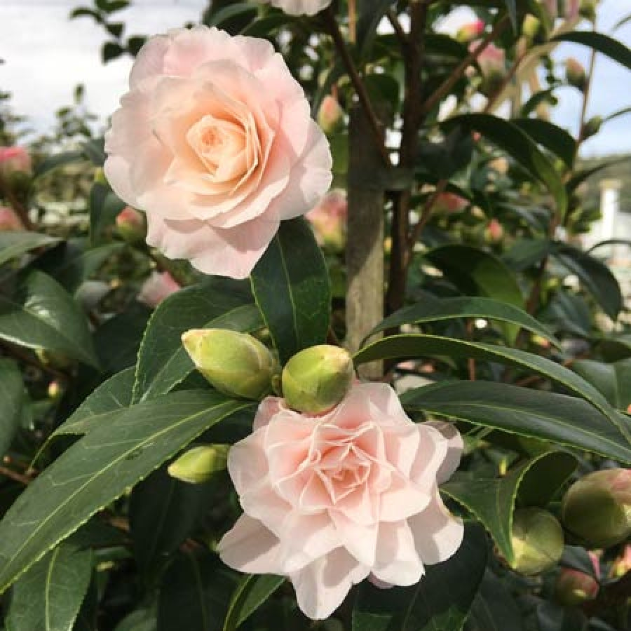 Camellia Buttons & Bows-Stunning Light Pink Blooms