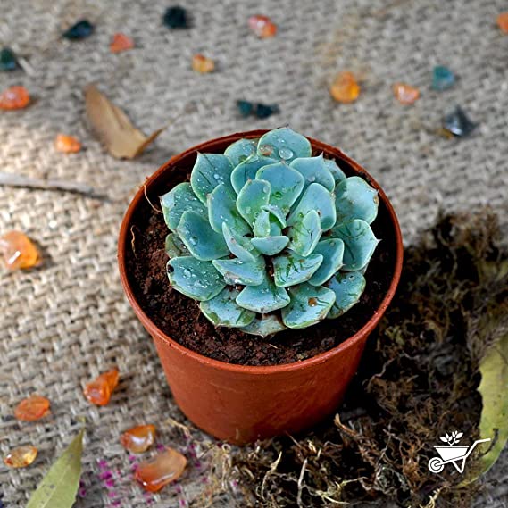 Echeveria Elegans (Mexican Rose) Remake : Looks Very Real As The Orignal