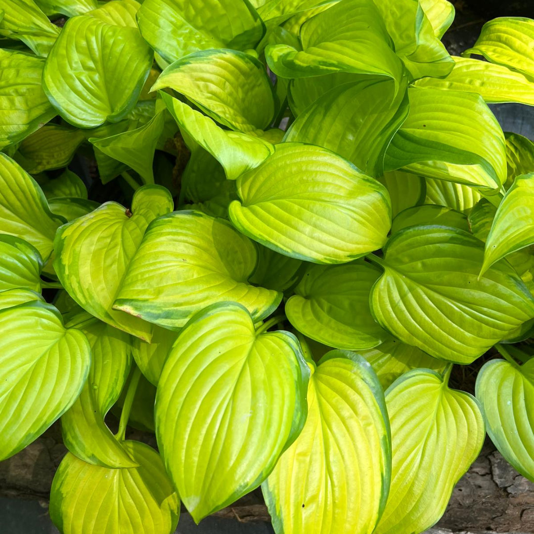 Hosta &