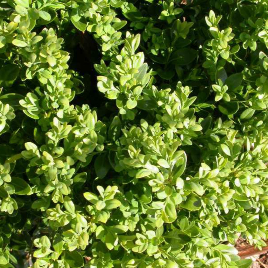 Green Velvet Boxwood