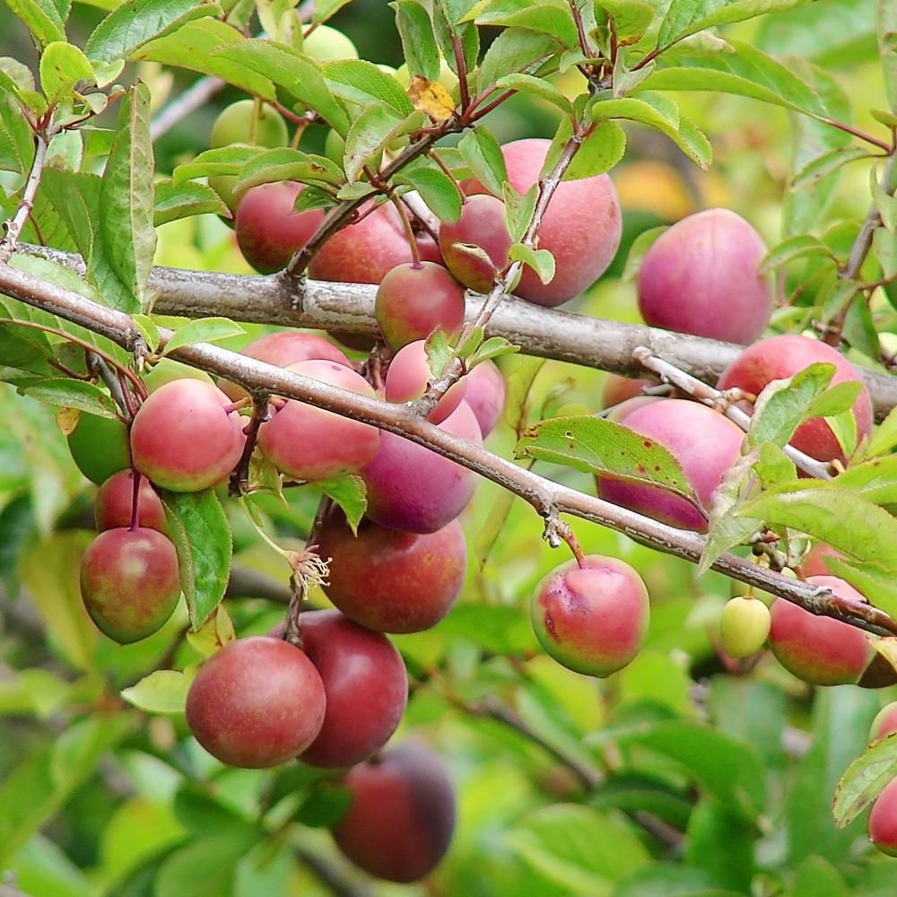 Methley Plum Trees