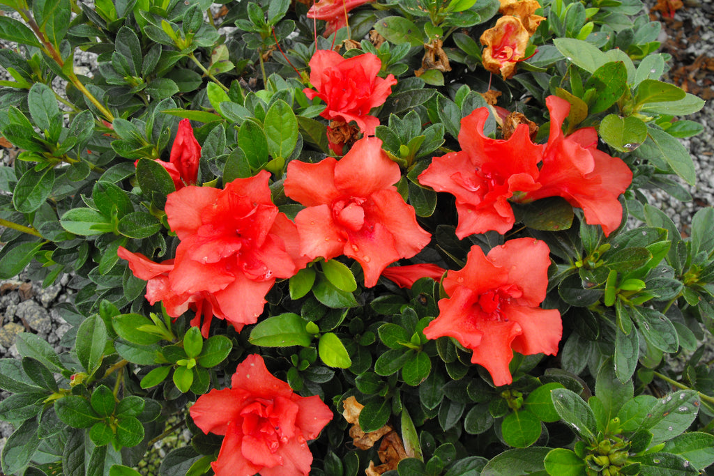 Bloom N Again Orange Frost Azalea