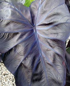 (1 Gallon) Black Coral Elephant Ear- Exquisite Large, Glossy, Jet-Black and Purple Foliage