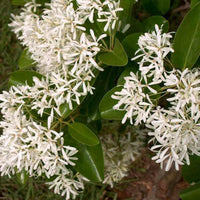 Chinese Fringe Tree growing outdoors with upright branching and healthy green foliage
