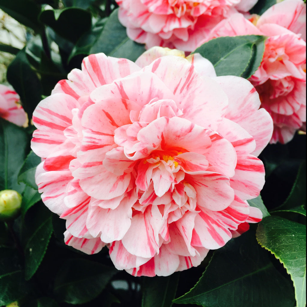 Albino Camellia