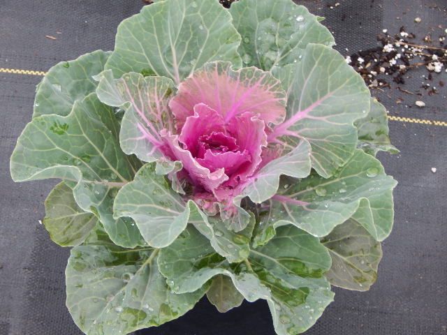 Pigeon Red Ornamental Kale- Round-Shaped Solid Head with Wavy Uniformed Leaves