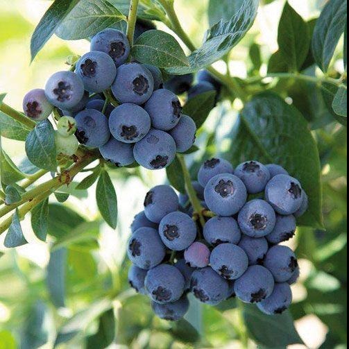 Reka Blueberry