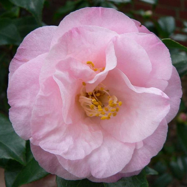 Lester M. Allen Camellia