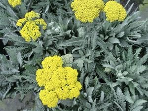 (1 Gallon) Achillea 'Moonshine' Yarrow, Upright, Feather Gray Foliage Topped with Sulfur Yellow, Flat-Topped Flower Clusters, Blooms Summer To Fall