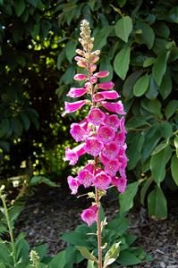 digitalis purpurea foxy