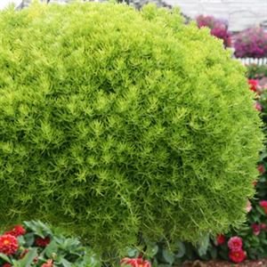 (10 Count Flat 4.5 Inch Pots) Sedum Rupestre 'Lemon Ball' Stonecrop, Needle-Like Yellow Foliage Turns Chartreuse During The Season and Bronze In Winter.
