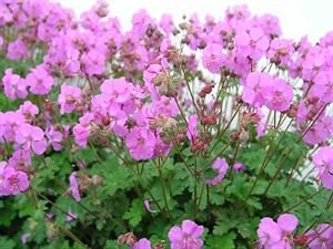 (1 Gallon) Geranium X Cantabrigiense &