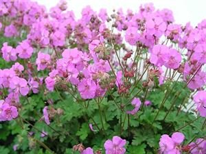 (1 Gallon) Geranium X Cantabrigiense 'Karmina' Cranesbill, Aromatic, Evergreen Foliage Turns Red In The Fall, Supports Masses of Deep Rose Flowers