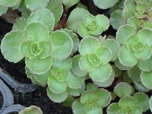 (10 Count Flat/4.5 Inch Pots) Sedum Spurium &quot;Dragons Blood&quot; Stonecrop
