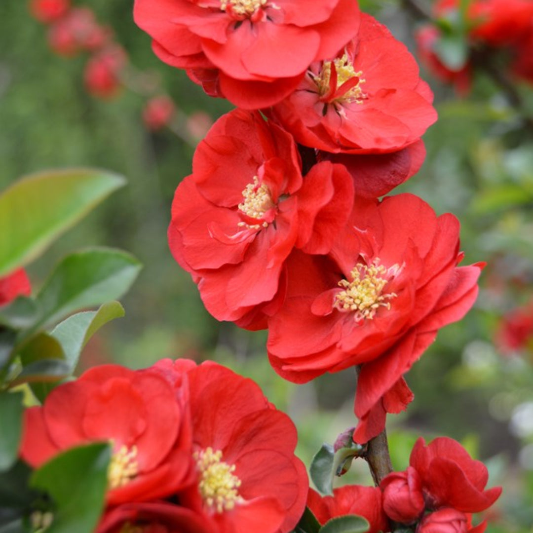 Scarlet Storm Quince