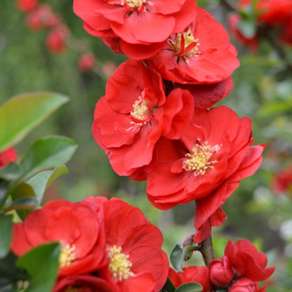 Scarlet Storm Quince