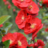 Scarlet Storm Quince
