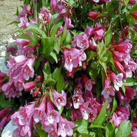 Weigela 'Minuet'