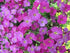 (10 Count Flat - 4.5 Inch Pots), Aubrieta Hybrida &