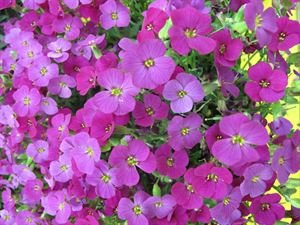 10 Count Flat 4.5 Inch Pots Aubrieta Hybrida 'Dark Red'. Rock Cress Compact, Bright Green Foliage and Long-Blooming Red Flowers with Yellow Eye.
