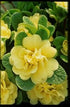 10 Count Flat Quart Pots Primula Vulgaris Belarina Butter Yellow Hardy Primrose, Distinctive Foliage Encircles a Central Posy of Long-Lasting Butter