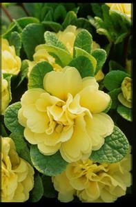 10 Count Flat Quart Pots Primula Vulgaris Belarina Butter Yellow Hardy Primrose, Distinctive Foliage Encircles a Central Posy of Long-Lasting Butter