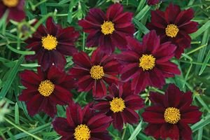 1 Gallon Coreopsis Rosea &