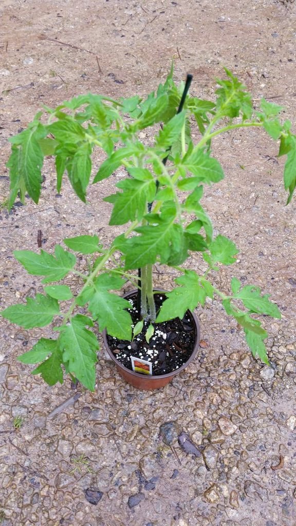 (1 Gallon) Tomato Plant 'Juliet', Home Gardner Favorite Roma.