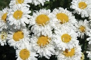 (10 Count Flat 4.5 Inch Pots) Leucanthemum X Superbum 'Freak!', Dark Green, Toothed Foliage, Compact and Well-Branched, 2-2 Layered, Fluffy White Flowers