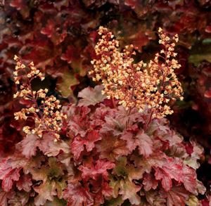 (1 Gallon) Heuchera Micrantha 'Root Beer' Coral Bells, Evergreen, Root Beer-Red Colored Foliage, Creamy Yellow Flowers In May-June