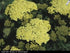 (1 Gallon) Achillea Millefolium Sunny Seduction Yarrow