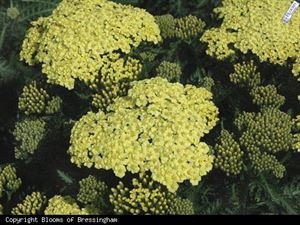 (1 Gallon) Achillea Millefolium Sunny Seduction Yarrow