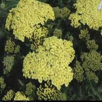 (1 Gallon) Achillea Millefolium Sunny Seduction Yarrow